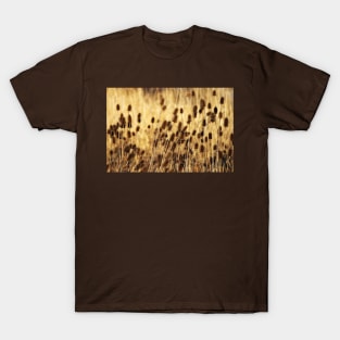 Golden Teasel T-Shirt